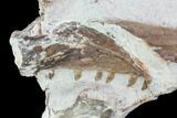 Mosasaur (Tethysaurus) Jaw Sections - Goulmima, Morocco #89250-2